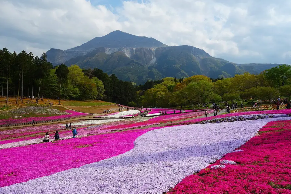 羊山公園芝桜の丘から武甲山, Saitama