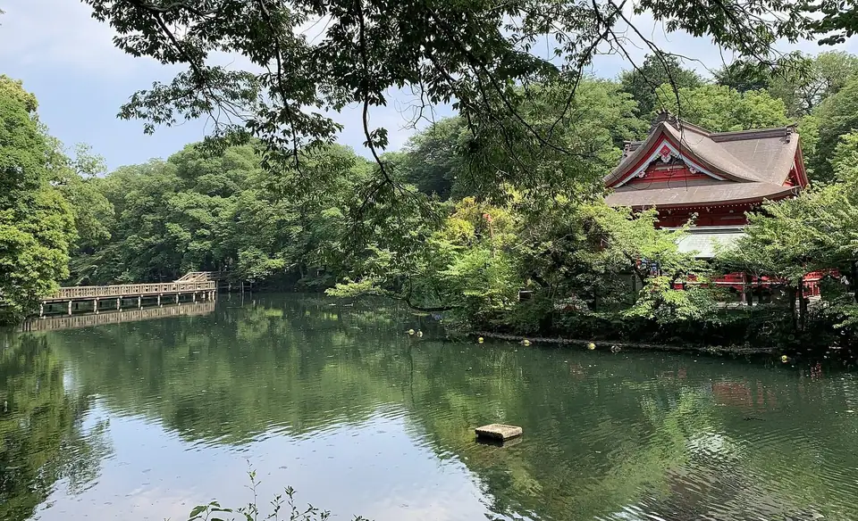 Inokashira park pond 2024, Tokyo & Aichi